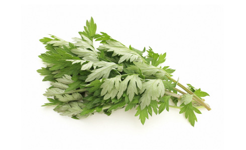 Richwood artemisia asiatica 95% ethanol extract