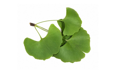 Richwood ginkgo leaf dried extract