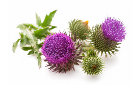 Richwood milk thistle X