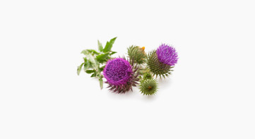 밀크시슬열매건조엑스(별규)