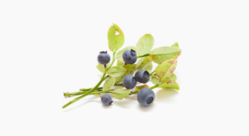 빌베리건조엑스(별규)